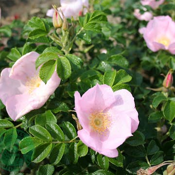 Storblommig Buskros Omnia Garden Dagmar Hastrup
