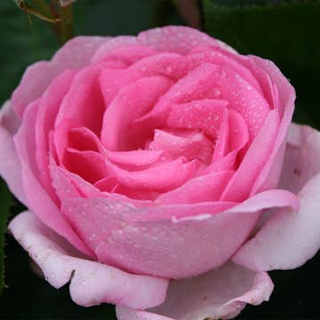 Storblommig Buskros Omnia Garden Ghita Renaissance