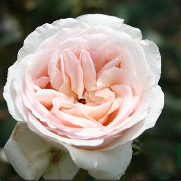 Storblommig Buskros Omnia Garden Julia Renaissance