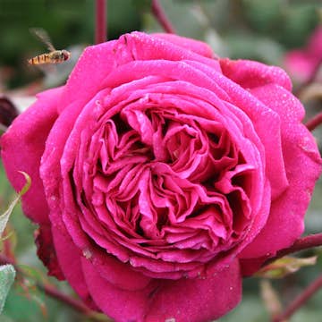 Storblommig Buskros Omnia Garden Natalie Renaissance