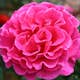 Storblommig Buskros Omnia Garden Prinsessa Alexandra
