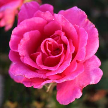 Storblommig Buskros Omnia Garden Prinsessa Alexandra