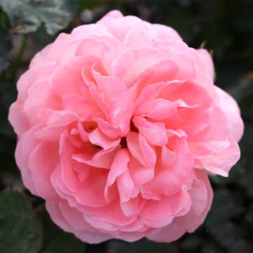 Storblommig Buskros Omnia Garden Sissel Renaissance