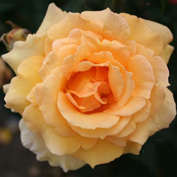 Storblommig Buskros Omnia Garden Sophia Renaissance