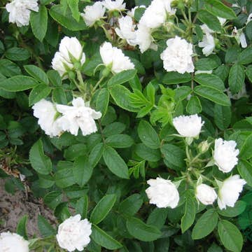 Storblommig Buskros Omnia Garden White Grootendorst