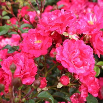 Rabattros Omnia Garden Marktäckande Red Fairy Rosa