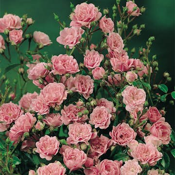 Ros Omnia Garden Marktäckande The Fairy