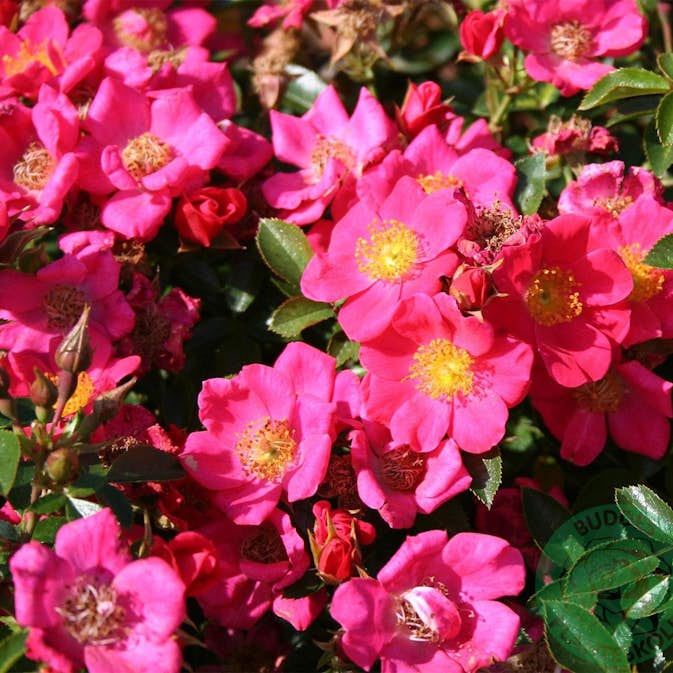 Ros Omnia Garden Marktäckande Tommelise