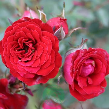 Ros Omnia Garden Marktäckande Velvet Cover