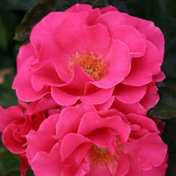 Flerblommig Rabattros Omnia Garden Romanze