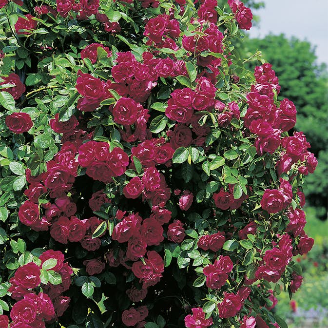 Storblommig Klätterros Omnia Garden Flammentanz Röd