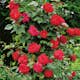 Storblommig Klätterros Omnia Garden Santana