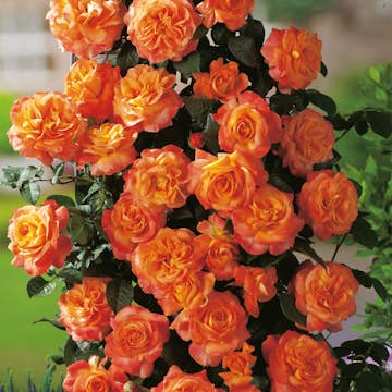 Storblommig Rabattros Omnia Garden Flora Danica