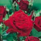 Storblommig Ros Omnia Garden Ingrid Bergman