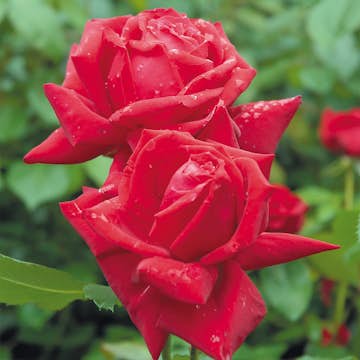 Storblommig Rabattros Omnia Garden Isabella Rossellini