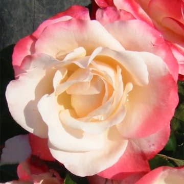 Storblommig Rabattros Omnia Garden Nostalgie