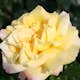 Storblommig Rabattros Omnia Garden Peace