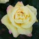 Storblommig Rabattros Omnia Garden Peace