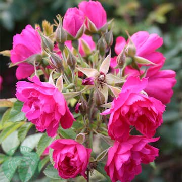 Storblommig Buskros Omnia Garden Fj. Grootendorst