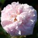 Storblommig Buskros Omnia Garden Maidens Blush