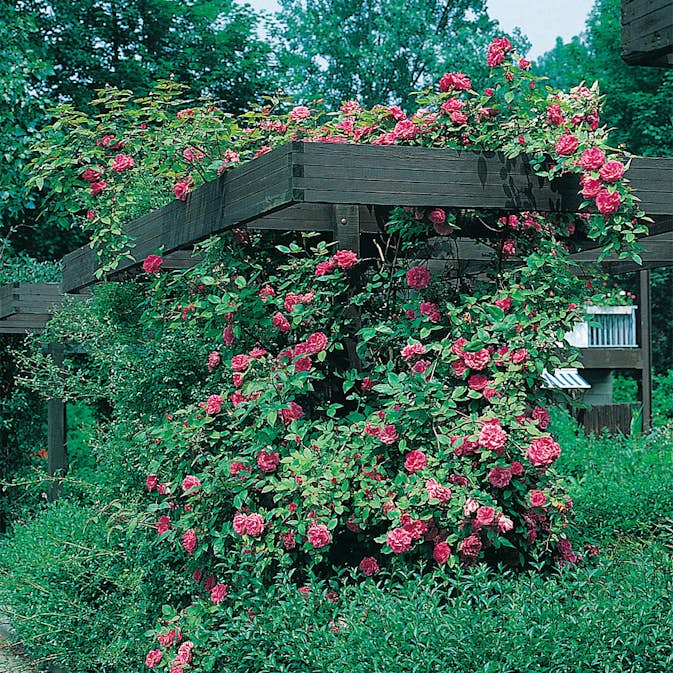 Storblommig Buskros Omnia Garden Maidens Blush