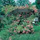 Storblommig Buskros Omnia Garden Maidens Blush