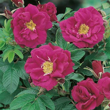 Storblommig Buskros Omnia Garden Hansa