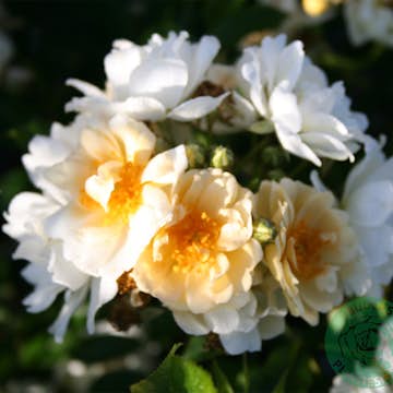 Storblommig Buskros Omnia Garden Helenae Hybrida