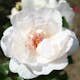 Storblommig Buskros Omnia Garden Jacqueline du Pré