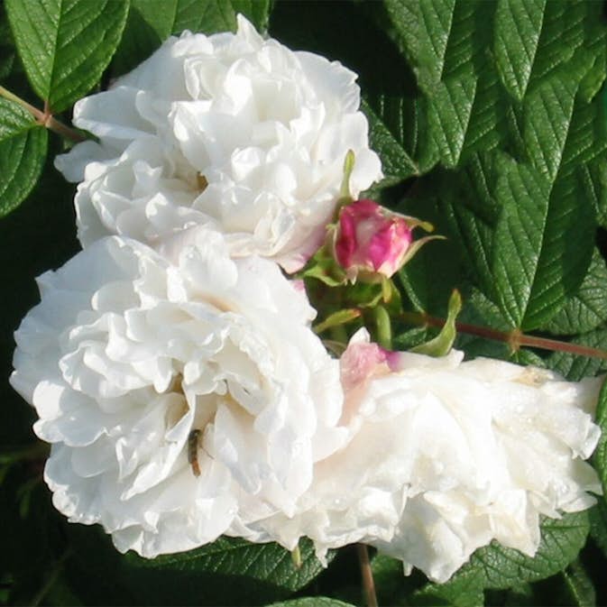 Storblommig Buskros Omnia Garden Louise Bugnet