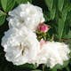 Storblommig Buskros Omnia Garden Louise Bugnet