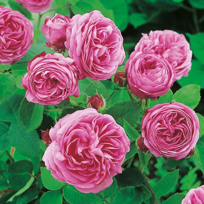 Flerblommig Busk/klätterros Budde Louise Odier