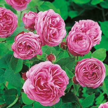 Storblommig Buskros Omnia Garden Louise Odier