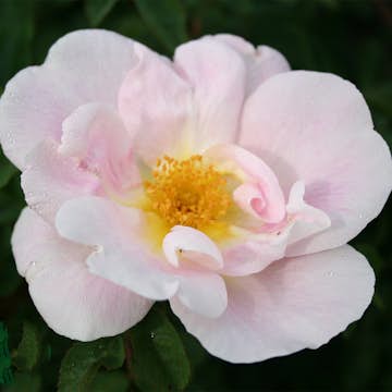 Storblommig Buskros Omnia Garden Nevada