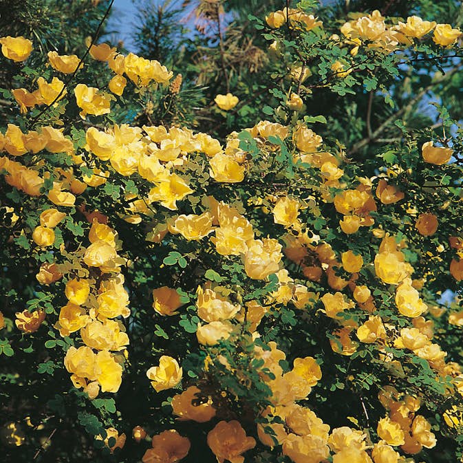 Storblommig Buskros Omnia Garden Hugonis