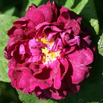 Storblommig Buskros Omnia Garden Tuscany Superb