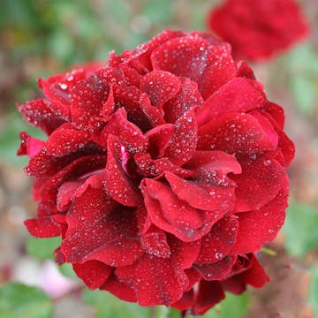 Storblommig Buskros Omnia Garden Isabel Renaissance