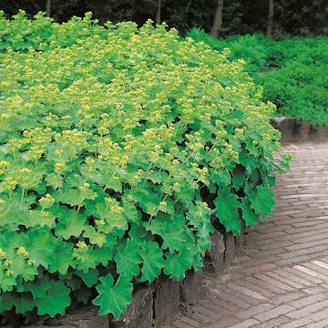 Perenn Omnia Garden Jättedaggkåpa