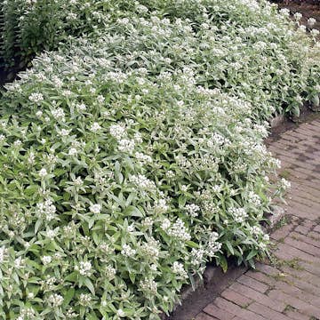 Perenn Omnia Garden Ulleternell