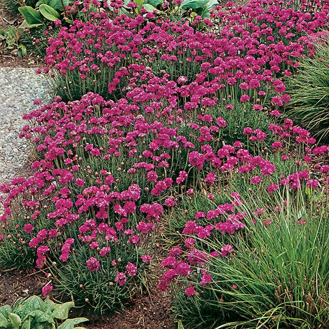 Perenn Omnia Garden Strandtrift Dusseldorfer Stolz