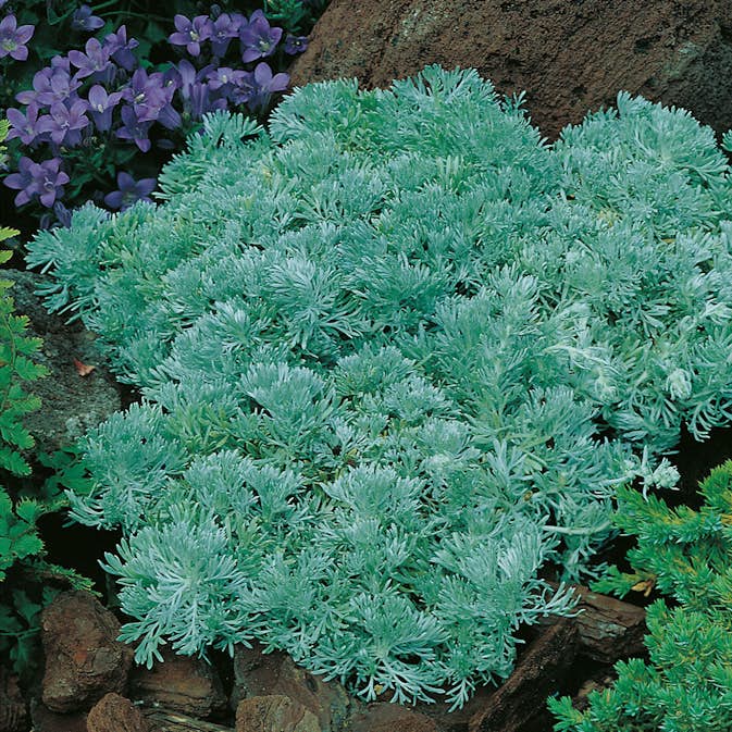 Perenn Omnia Garden Krypmalört