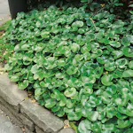 Rabattblomma Omnia Garden Hasselört