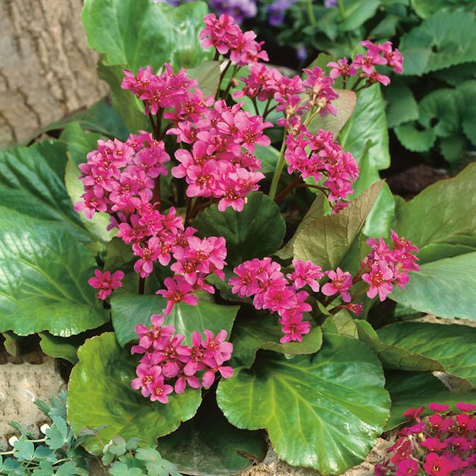Snittblomma Omnia Garden Hjärtbergenia Rotblum