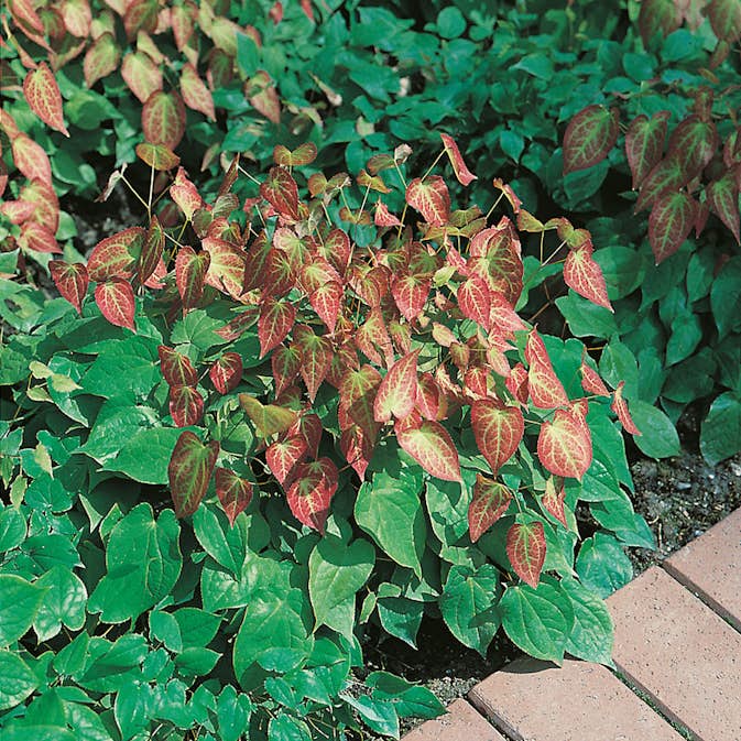 Perenn Omnia Garden Sockblomma Röd