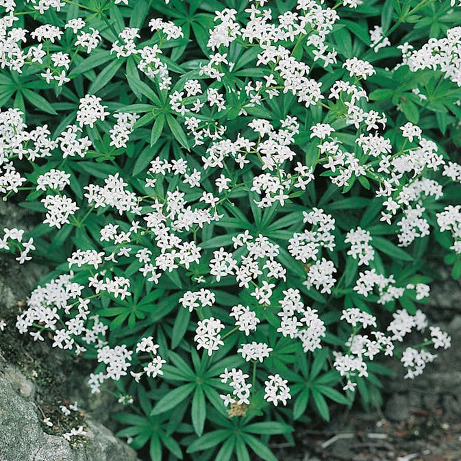 Perenn Omnia Garden Myskmadra