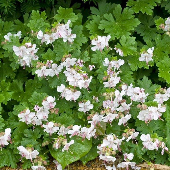 Perenn Omnia Garden Flocknäva Biokovo Liten