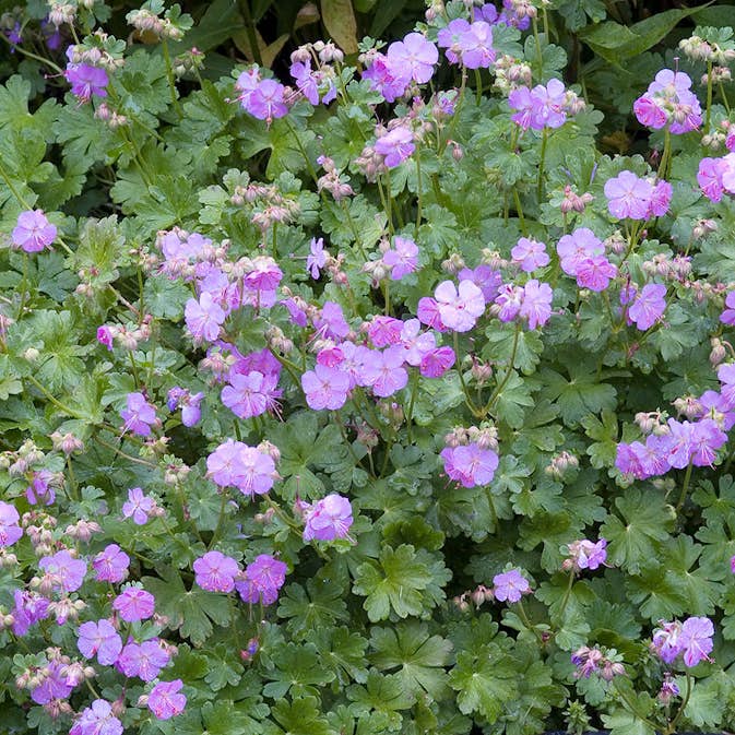 Perenn Omnia Garden Flocknäva Karmina Liten