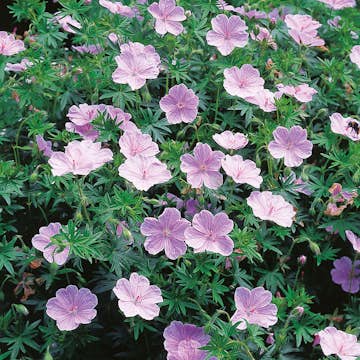 Rabattblomma Omnia Garden Blodnäva Apfelblüte