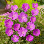 Rabattblomma Omnia Garden Blodnäva Max Frei