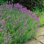 Lavendel Omnia Garden Munstead Stor Kruka